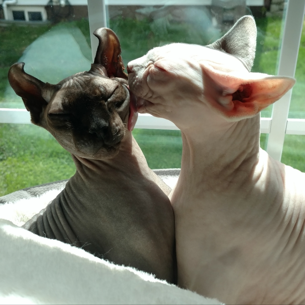 Meet your Posher's Olive & Willow!